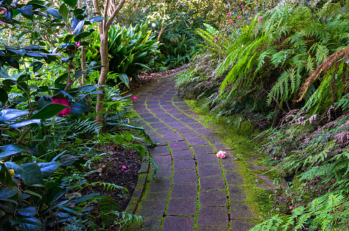 stone path in tropical garden