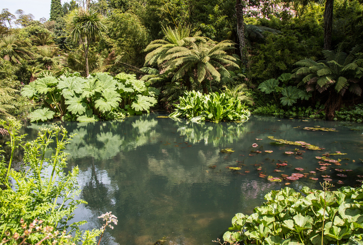 Tropical style garden pond