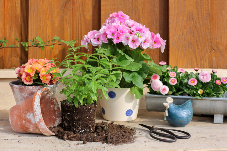 Successful Tips For Plant Upkeep - Repotting Plants