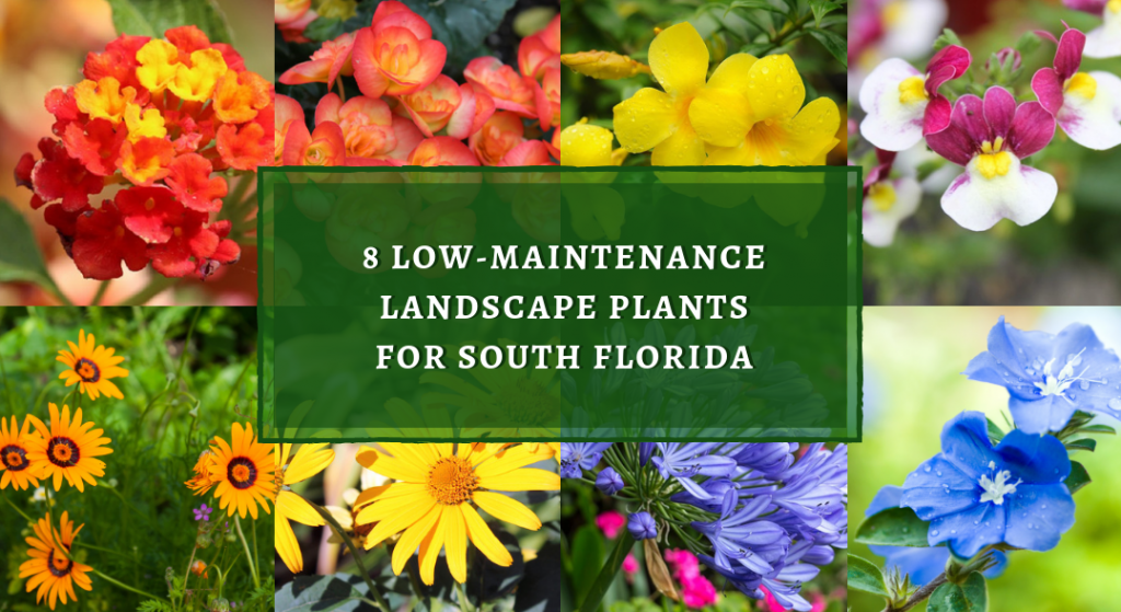 8 Low-Maintenance Landscape Plants For South Florida